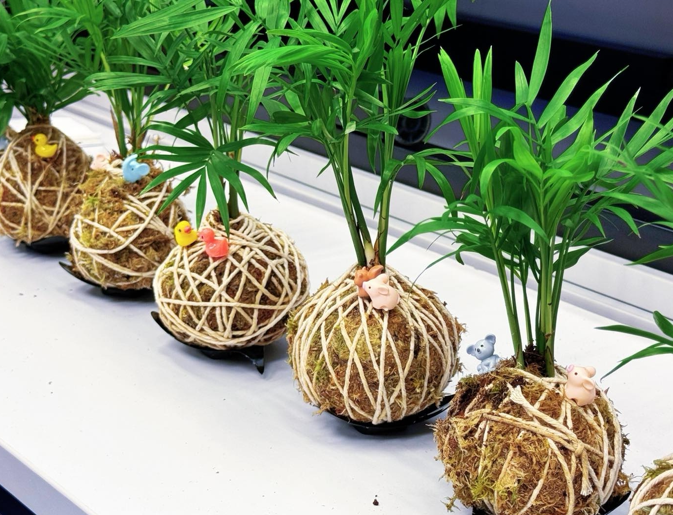 苔玉盆景工作坊 - Image 11